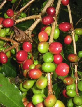 ethiopie-sidamo-blaser-1