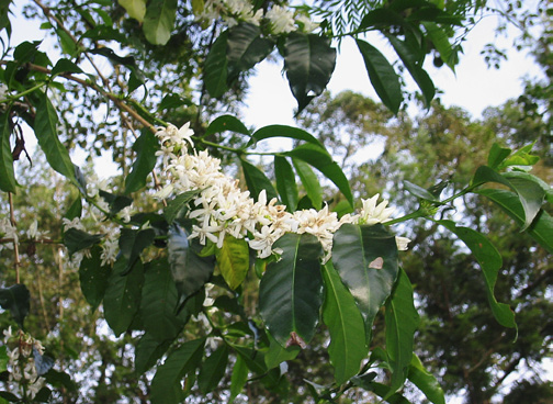 ethiopie-sidamo-blaser-3