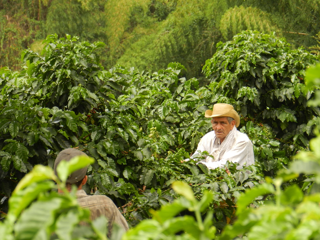 col_ac_pic Hacienda San Alberto 32 cup farmer