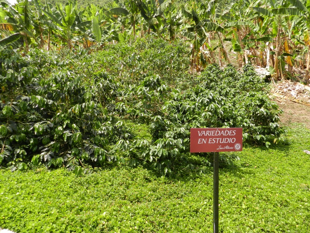 col_ac_pic Hacienda San Alberto 32 cup varietal experiment parcel