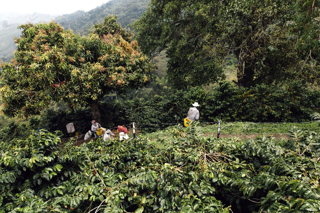 col_ac_pic Hacienda San Alberto 32cup harvest