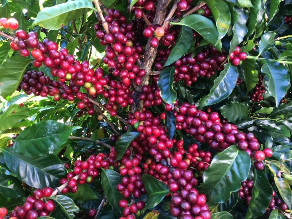 las cherries 1