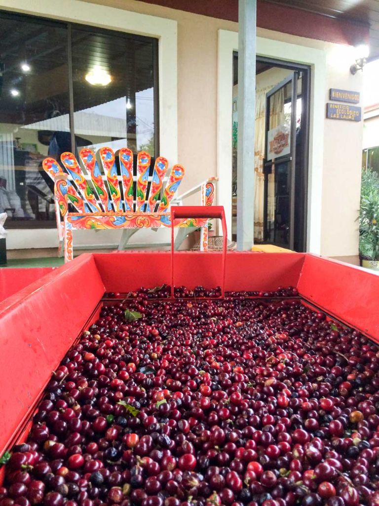 las cherries 2