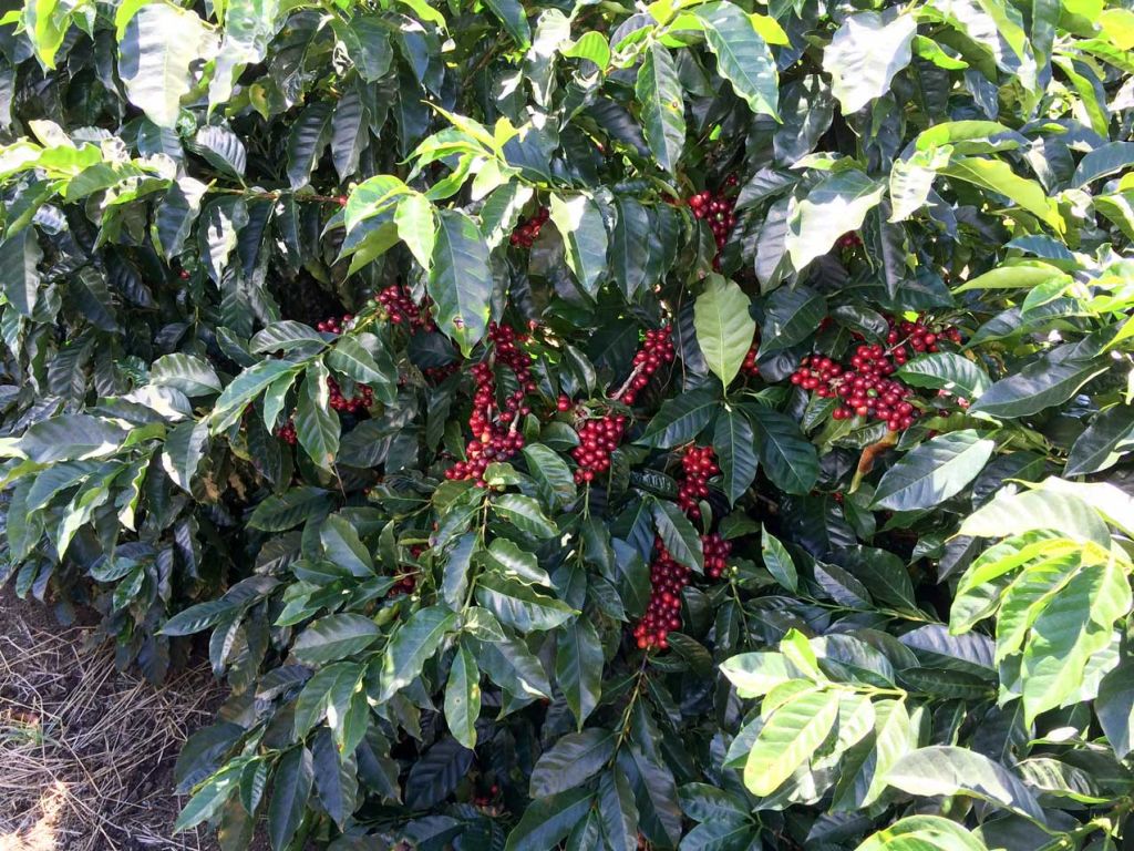 las lajas cherries 1