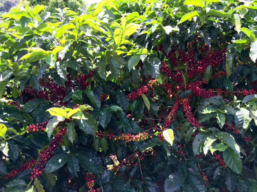 las lajas cherries 2