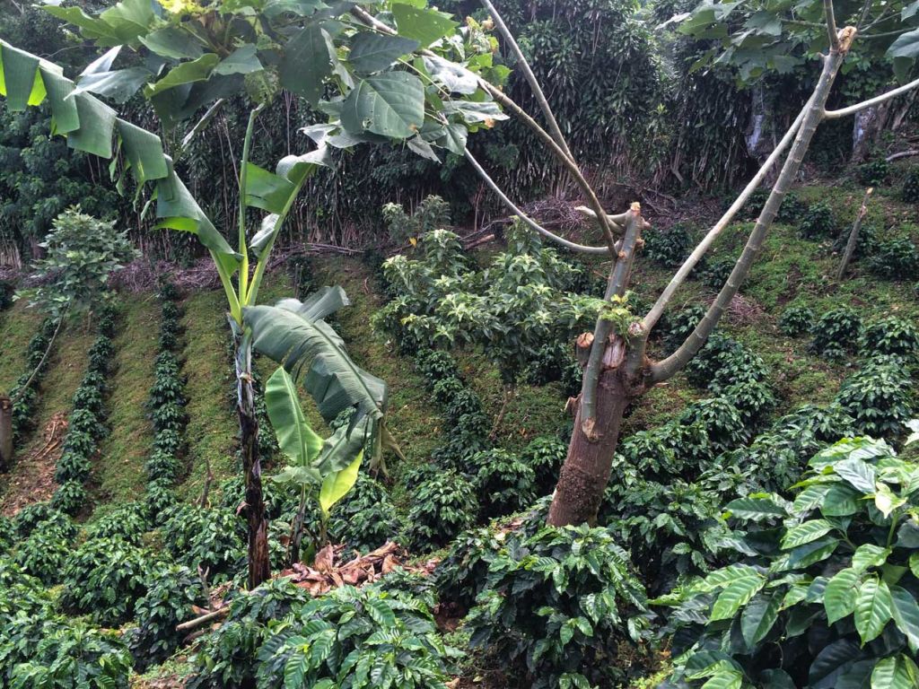 las lajas finca